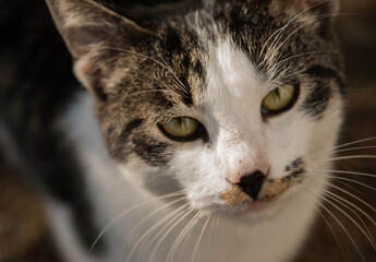 close up of a cat