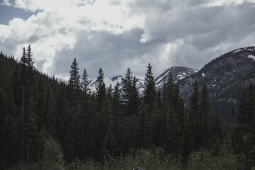 Snowy Mountaintops Hidden Behind Tall Trees