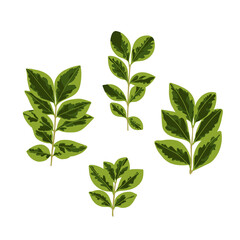 Set of twigs with leaves. Summer collection of spotted leaves, vector illustration.