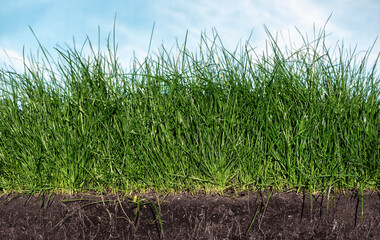Green section of a grass with the soil and roots under blue sky