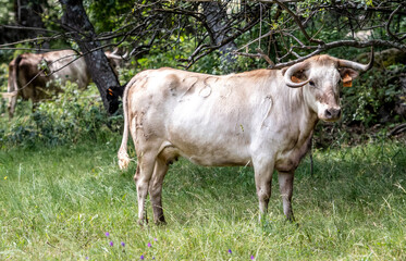 Una increíble vaca en la ganadería 
