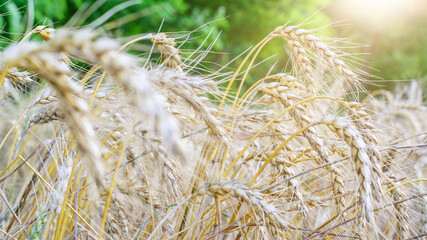 Ripe ears wheat in the sunlights closeup. Season of harvesting.