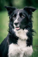Black and white Border Collie dog.