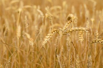 Yellow spikes of wheat in the field, summer day, selective focus, limited depth of field