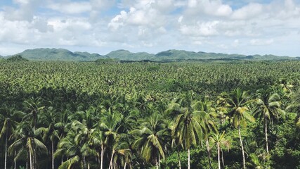 Fototapeta na wymiar Field of Coconuts