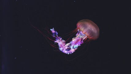 Colourfull Jellyfish