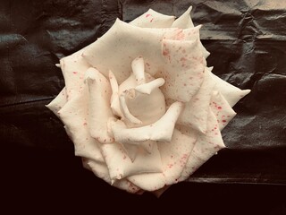 sea shell isolated on white