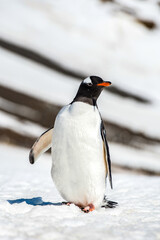 Obraz premium It's Gentoo Penguin (Pygoscelis papua) on the snow close up