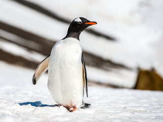 It's Gentoo Penguin (Pygoscelis papua) on the snow close up
