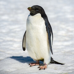 Fototapeta premium It's Close up of the Adelie penguins (Pygoscelis adeliae) on the snow