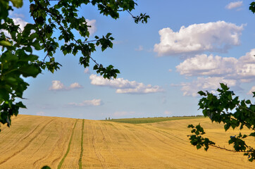 Fototapeta na wymiar rural landscape with a cropped field and vlue sky seen throuh trees
