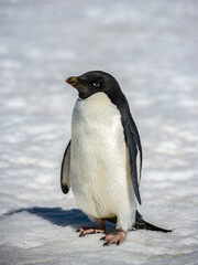 Fototapeta premium It's Close up of the Adelie penguins (Pygoscelis adeliae) on the snow