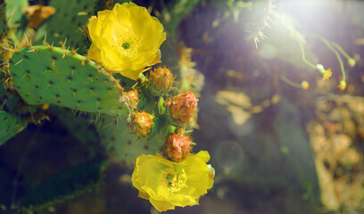 beautiful yellow cactus flowers in the rays of the spring summer sun, panoramic format and soft blurred background, copy area