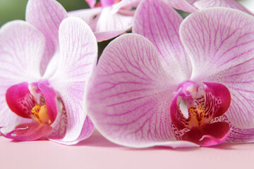 Fototapeta na wymiar Butterfly orchid Phalaenopsis in full bloom on a pink background.