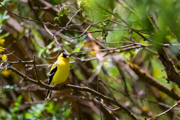 American Goldfinch 2