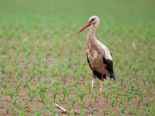 White stork (Ciconia ciconia).Big white bird with long red beak and legs, white body and black edge of the wings. Bird standing on the field on which corn grows (Zea mays).Scene from wild nature    