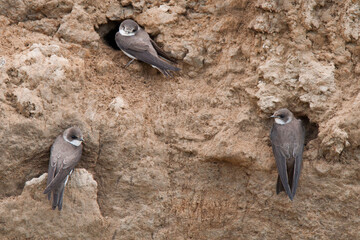 The sand martin (Riparia riparia)or European sand martin, bank swallow in the Americas, and collared sand martin in India. Group standing on edge of nests. Nest located in a clay wall. Smal brown bird