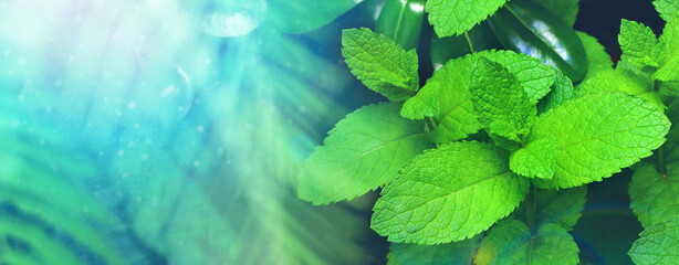 mint leaves, freshness and humidity, cool green and blue colors, bright ray of light, blurred soft background © Studio Empreinte