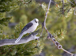Gray (Canada) Jay