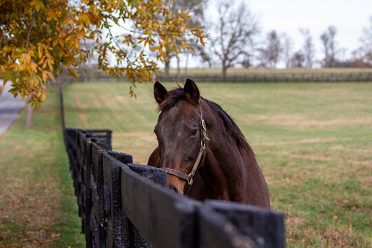 horse in the autumn