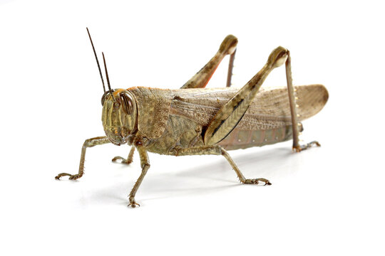 grasshopper close up on white background, macro shot