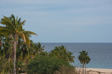Beautiful Nature of "San Jose Del Cabo" (Saint Joseph of the Cape) Mexican Town
