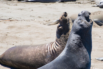 Singing Elephant Seals