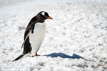 It's Alone Gentoo penguin (Pygoscelis papua) on the snow background