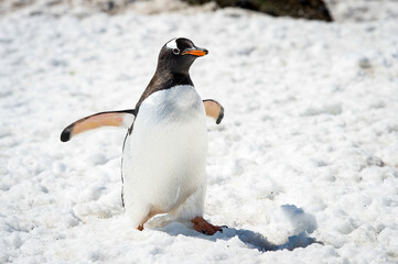 It's Close up of a Gentoo Penguin (Pygoscelis papua) in Antarctica on the white snow