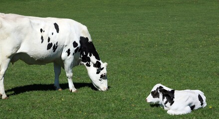 Holstein cow standing grazing watching over newborn calf in the pasture field