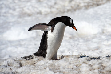 It's Gentoo penguin (Pygoscelis papua) close up in Antarctica