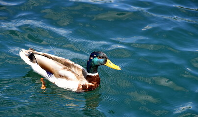 Obraz premium Stockente mit gelbem Schnabel auf dem Wasser