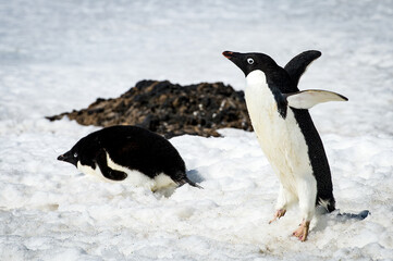It's Adelie penguin (Pygoscelis adeliae) walks on the snow