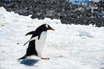 It's Gentoo Penguin (Pygoscelis papua) runs over the snow in Antarctica