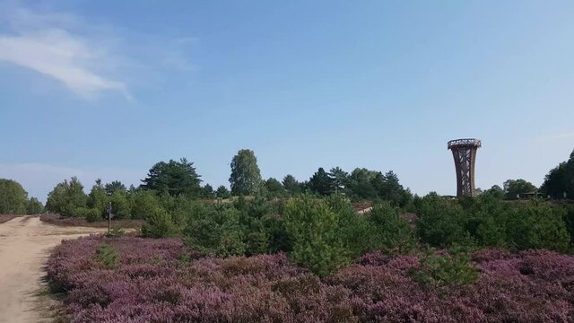 Heidebl&uuml;te 