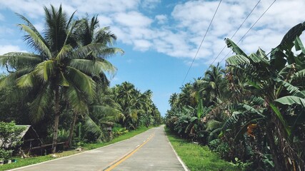 Coconut Alley