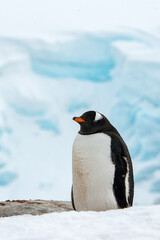 Obraz premium It's Gentoo Penguin (Pygoscelis papua) in Antarctica