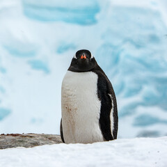 It's Gentoo Penguin (Pygoscelis papua) in Antarctica