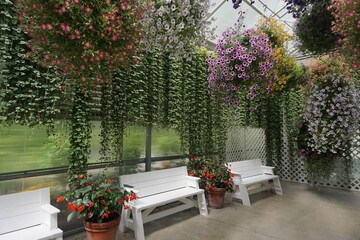 Fototapeta na wymiar Juneau, Alaska, USA: Hanging flowered plants on a patio with white benches at Glacier Gardens, a rain forest botanical garden in the Tongass National Forest.