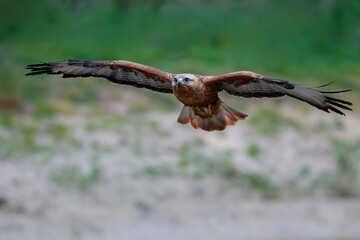 Long legged buzzard (Buteo rufinus) flying in the Netherlands