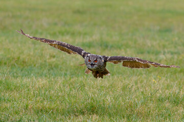 An European Eagle Owl (Bubo bubo) flying over the meadows in the Netherlands.