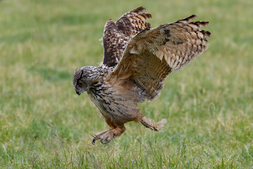 An European Eagle Owl (Bubo bubo) flying over the meadows in the Netherlands.