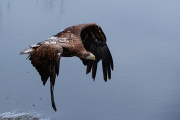 White Tailed Eagle (Haliaeetus albicilla)flying over a pond for food in the Netherlands