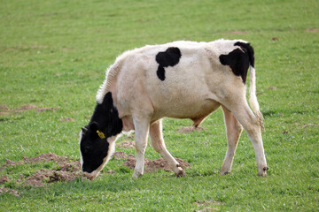 young bull eats grass on a livestock farm