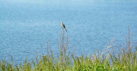 Summer landscape with  river and  wagtail bird