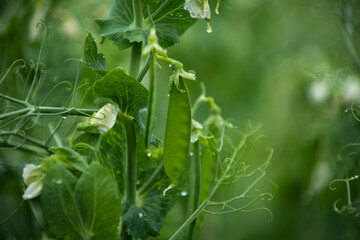 Healthy food. Selective focus on fresh bright green pea pods on a pea plants in a garden. Growing peas outdoors and blurred background.