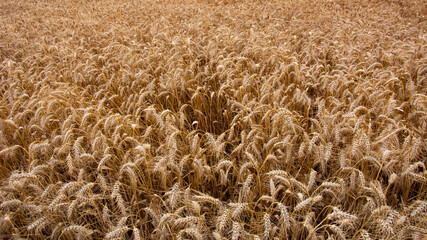 Golden wheat field in summer