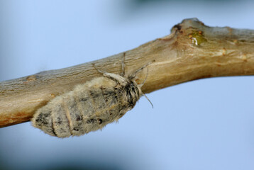 La femelle brachyptère du Bombyx étoilé (Orgya antiqua, Erebidae)