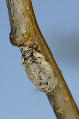 La femelle brachyptère du Bombyx étoilé (Orgya antiqua, Erebidae)