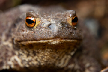 macro portrait of an ordinary amphibian frog